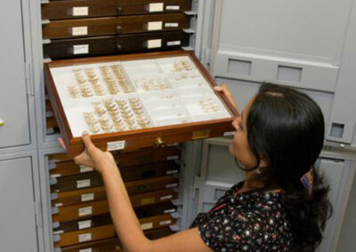 Natural History Museum Darwin Cocoon - Drawers