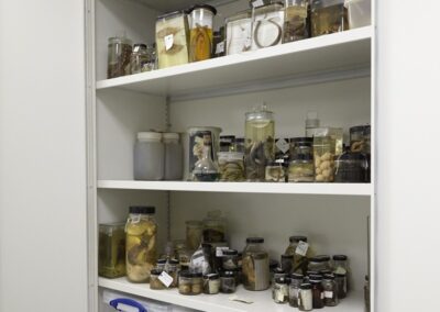 Museum Collections Storage Cupboards