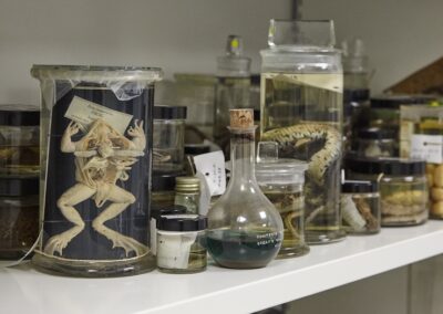 Museum Collection Stores - Specimens