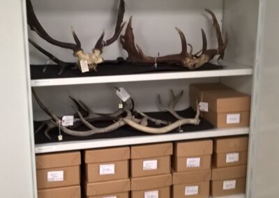 Specimen Samples Storage for Museums